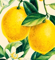Limone Würfelbild